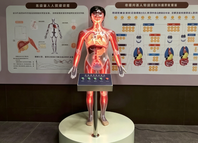 LED人体血液循环模型